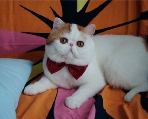 Fashionable Looks Worn By Snoopy The Cat
